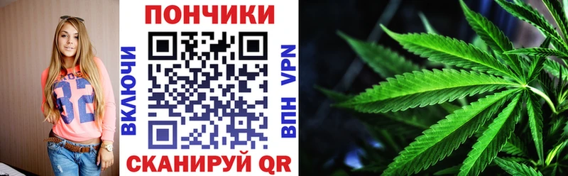 Конопля сатива  как найти   Бакал 